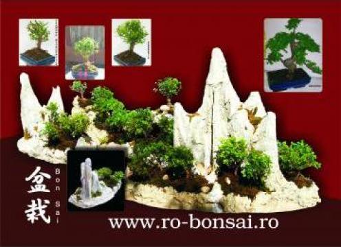 Bonsai