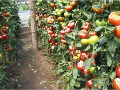 Hibrid extratimpuriu de tomate Menhir F1 de la Horti Professional