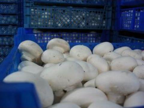 Ciuperci champignon de la Stefy Si Paty Srl