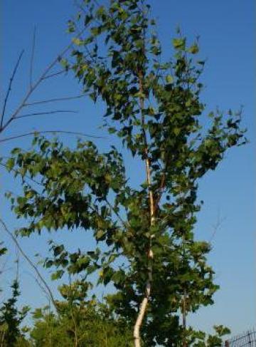 Copac ornament - artar 1.5 m - mod 963