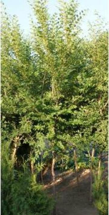 Copac ornamental Ulmus 2.5 m - mod 991 de la La Gradina Stil