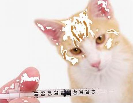Vaccinare pisici
