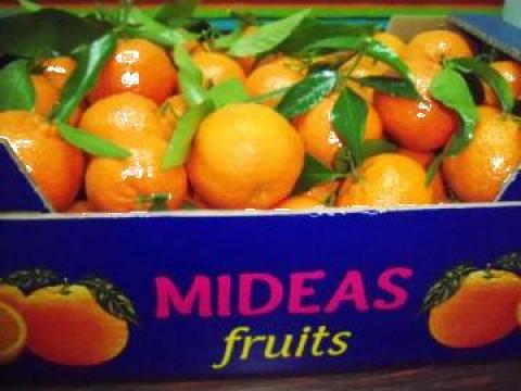 Citrice, portocale, clementine de la Mideas Fruit