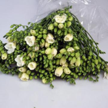 Flori frezii lalele lisianthus de la Dakat Network Srl