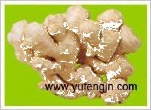 Ghimbir proaspat fresh ginger de la Jining Yufeng International Trade Co., Ltd.