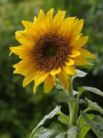 Plante tehnice (floarea soarelui, mazare ) de la Mehtup Srl