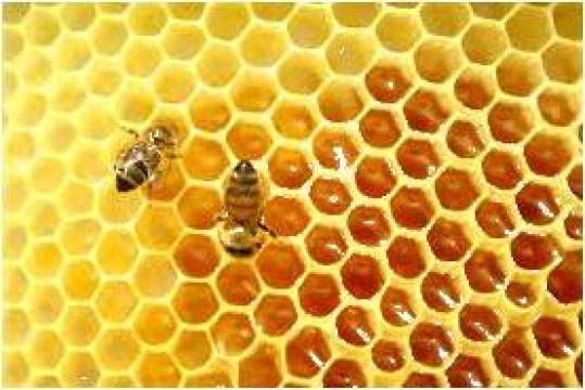 Faguri artificiali din ceara albine de la Apicordana 2013 Srl
