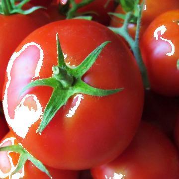 Seminte de tomate Sandoline F1 - 500 seminte de la Marcoser