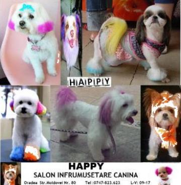 Servicii de vopsit caini salon Happy de la Happy Dog Oradea