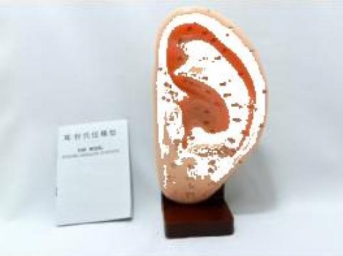 Mulaj studiu acupunctura ureche 22 cm de la Sino Natur SRL