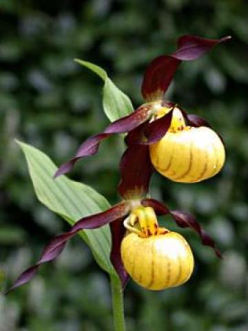 Orhidee de gradina, Papucul Doamnei - Emil de la 
