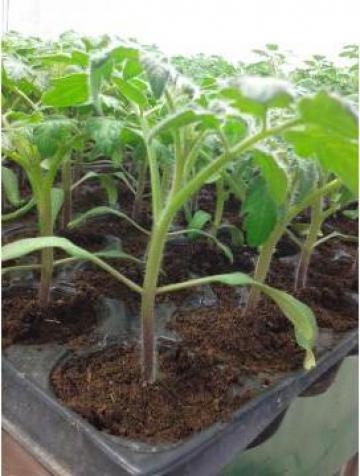 Rasaduri naturale de legume de la Natural Biosolaris Grup