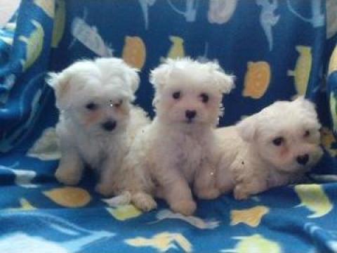 Catei Bichon Maltese Timisoara Canisa Brie Ella Id 15034549