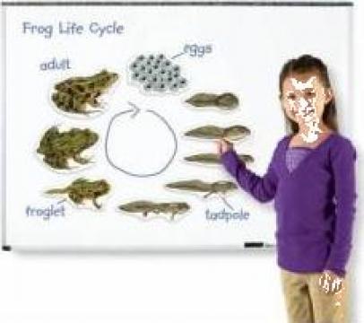 Instrument zoologie Ciclul vietii la broasca
