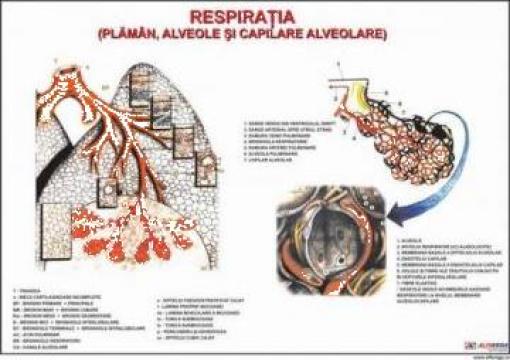 Plansa anatomie Sistemul respirator de la Eduvolt