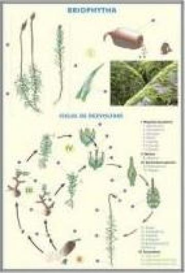 Plansa botanica Germinatia semintelor / Briophytha