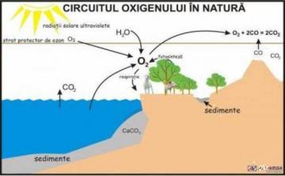 Plansa ecologie Circuitul oxigenului in natura