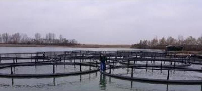 Servicii complete in acvacultura: ferme piscicole
