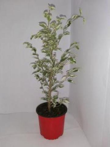 Ficus 0067
