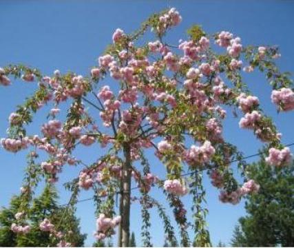 Cires japonez pendul Prunus Kiku-Shidare-Zakura, h=~220cm de la Coman Spatii Verzi Srl