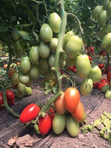 Seminte de tomate Bacalar F1, prunisoara (500 seminte)