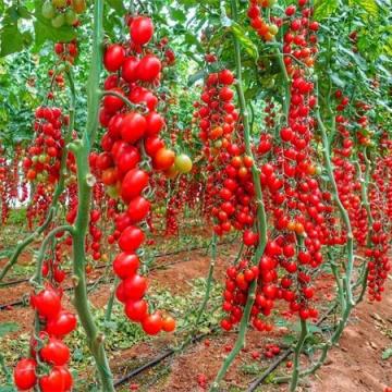 Seminte de tomate Landolino F1 (500 seminte) de la Lencoplant Business Group SRL