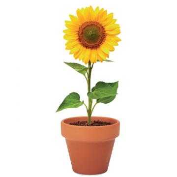 Ghiveci ceramica si seminte de plantat Floarea soarelui de la Dali Mag Online Srl