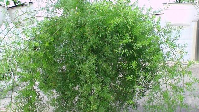 Planta de apartament Asparagus Sprengerii
