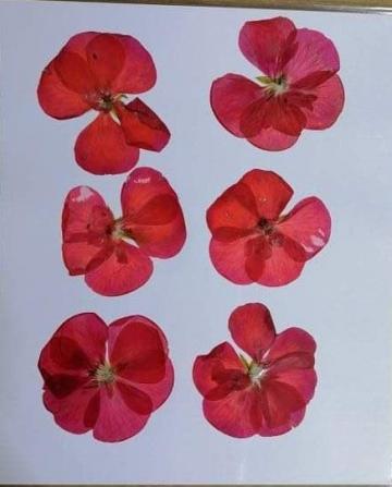 Flori presate - Muscata rosie de la Ii Bedo Eva