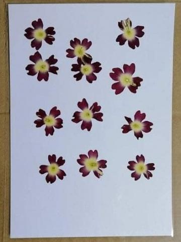 Flori presate - Verbena rosie cu alb de la Ii Bedo Eva