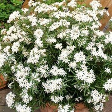 Arbust Choisya White Dazzler la ghiveci de 19 cm de la Florapris Family S.r.l.