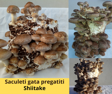 Compost inoculat cu miceliu Shiitake