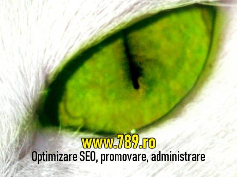 Optimizare SEO Timisoara promovare site administrare de la PFA Matei Bitea