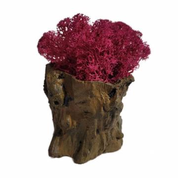 Aranjament licheni ghiveci decorativ roz M7