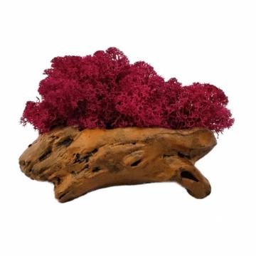 Aranjament licheni ghiveci decorativ roz M6 de la Decor Creativ