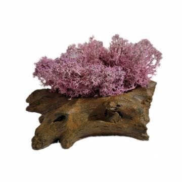 Aranjament licheni ghiveci decorativ roz M9