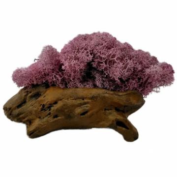Aranjament licheni ghiveci decorativ multicolor M6 de la Decor Creativ
