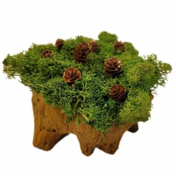 Aranjament licheni ghiveci decorativ verde inimioare M3 de la Decor Creativ