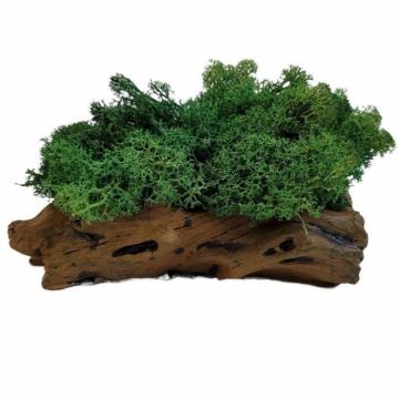 Aranjament licheni ghiveci decorativ verde M9 de la Decor Creativ