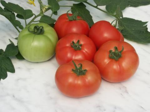 Seminte de tomate nedeterminate Reyana F1 de la Lencoplant Business Group SRL