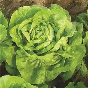 Seminte salata Eliana - 5 gr de la Roseeds International Srl