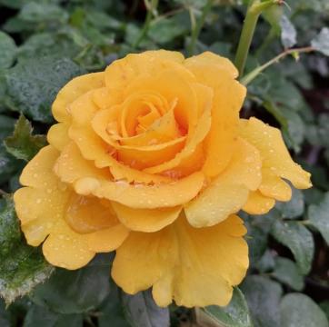 Floare trandafir galben de gradina Kerio de la Florapris Family S.r.l.
