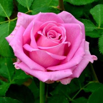 Floare trandafir teahibrid roz Aqua, la ghiveci