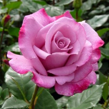 Floare trandafir teahibrid Moody Blues la ghiveci, anul 2 de la Florapris Family S.r.l.