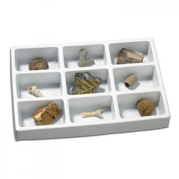 Joc Kit paleontologie - Fosile de la A&P Collections Online Srl-d