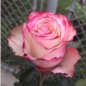 Floare trandafir teahibrid Duet la ghiveci, anul 2 de la Florapris Family S.r.l.