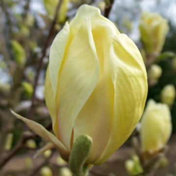 Arbust Magnolia Yellow Lantern la ghiveci de 5 litri de la Florapris Family S.r.l.
