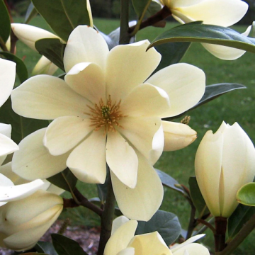 Arbust Magnolia vesnic verde Fairy la ghiveci de 5litri de la Florapris Family S.r.l.