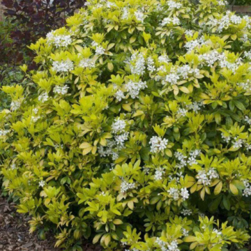 Planta perena Choisya Ternata Brica la ghiveci. Vesnic verde