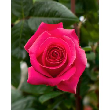 Trandafir roz Rosa Pink de 20cm la ghiveci de la Plantland SRL
